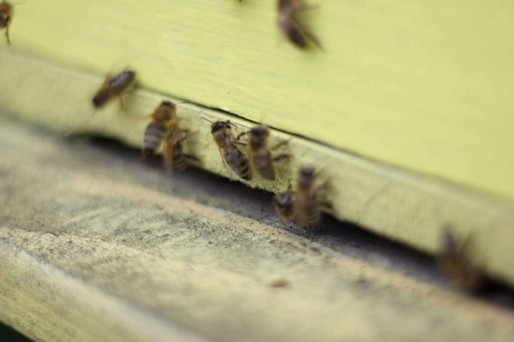 Pčelarstvo u Hercegovini suočeno s problemima zbog klimatskih promjena, nužna promjena tehnologije